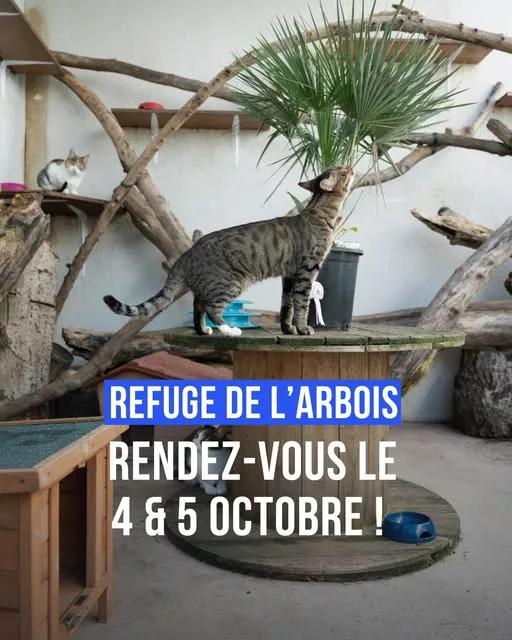 𝗝𝗼𝘂𝗿𝗻𝗲́𝗲𝘀 𝗣𝗼𝗿𝘁𝗲𝘀 𝗢𝘂𝘃𝗲𝗿𝘁𝗲𝘀 𝗮𝘂 𝗥𝗲𝗳𝘂𝗴𝗲 𝗱𝗲 𝗹’𝗔𝗿𝗯𝗼𝗶𝘀 ! Les 4 et 5 octobre, de 10h à 17… 