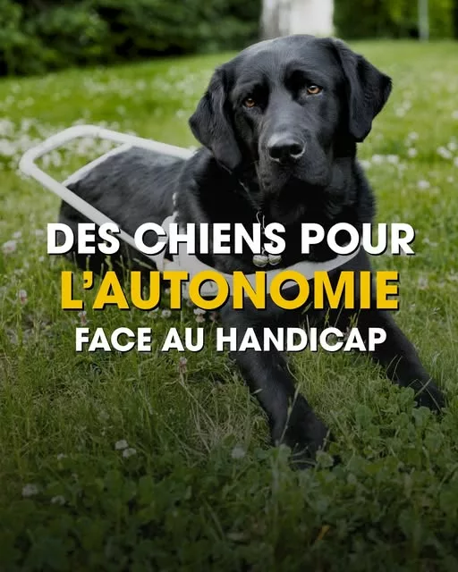 𝗙𝗼𝗿𝗺𝗲𝗿, 𝗴𝘂𝗶𝗱𝗲𝗿, 𝗮𝗰𝗰𝗼𝗺𝗽𝗮𝗴𝗻𝗲𝗿 🐾 À Aix-en-Provence, l’association CECIDEV forme chaque année des ch… 