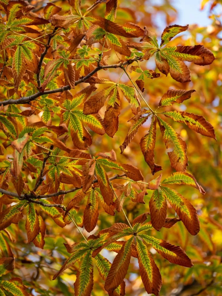 🍂 𝗔𝗶𝘅 𝘀’𝗲𝘀𝘁 𝗽𝗮𝗿𝗲́𝗲 𝗱𝗲 𝗺𝗶𝗹𝗹𝗲 𝗰𝗼𝘂𝗹𝗲𝘂𝗿𝘀, 𝗯𝗮𝗶𝗴𝗻𝗲́𝗲 𝗽𝗮𝗿 𝗹𝗮 𝗱𝗼𝘂𝗰𝗲 𝗹𝘂𝗺𝗶𝗲̀𝗿𝗲… 