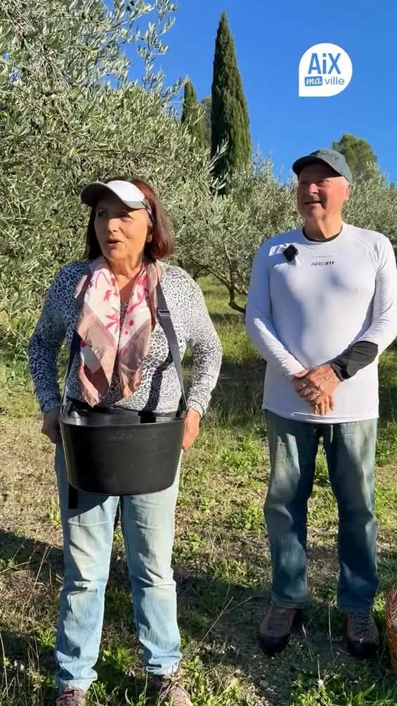 𝗖’𝗲𝘀𝘁 𝗹𝗮 𝘀𝗮𝗶𝘀𝗼𝗻 𝗱𝗲𝘀 𝗼𝗹𝗶𝘃𝗮𝗱𝗲𝘀 !  Moment fort de l’automne aixois, la récolte des olives rythme la… 