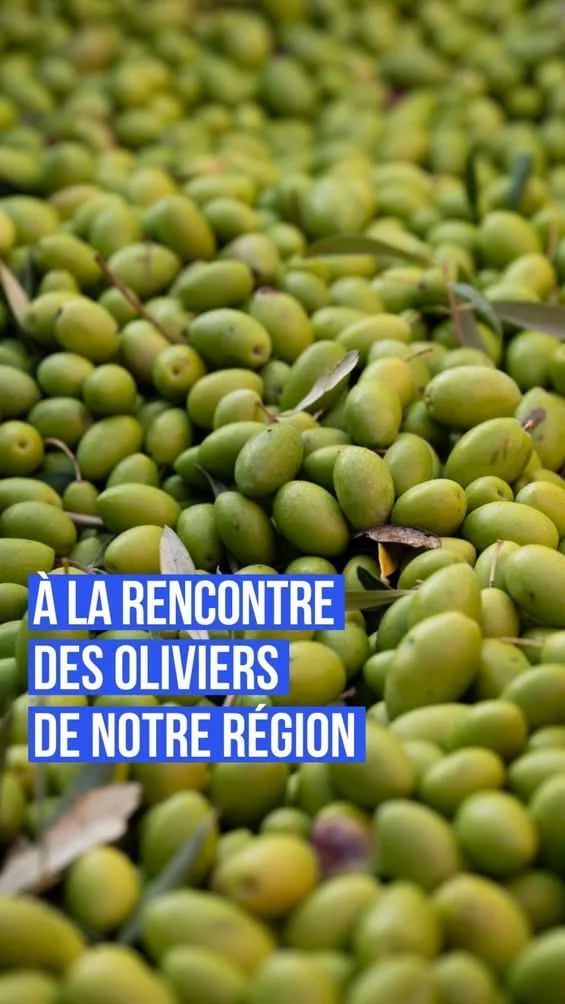 🌿 𝗔̀ 𝗹𝗮 𝗿𝗲𝗻𝗰𝗼𝗻𝘁𝗿𝗲 𝗱𝗲𝘀 𝗼𝗹𝗶𝘃𝗶𝗲𝗿𝘀 𝗱𝗲 𝗻𝗼𝘁𝗿𝗲 𝗿𝗲́𝗴𝗶𝗼𝗻 Il y a quelques semaines, nous somm… 