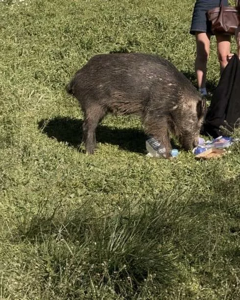 ⚠️ Alerte vigilance – sanglier à la Torse ⚠️ Un sanglier a été aperçu aujourd’hui dans le parc de la Torse. 🐗 Par mesur… 