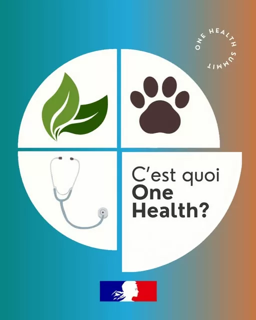 📆 Journée mondiale de la #santé | Aujourd&rsquo;hui l&rsquo;approche « Une seule santé » est à l&rsquo;honneur. 🧐 Mais au fait, c&rsquo;est quoi… 