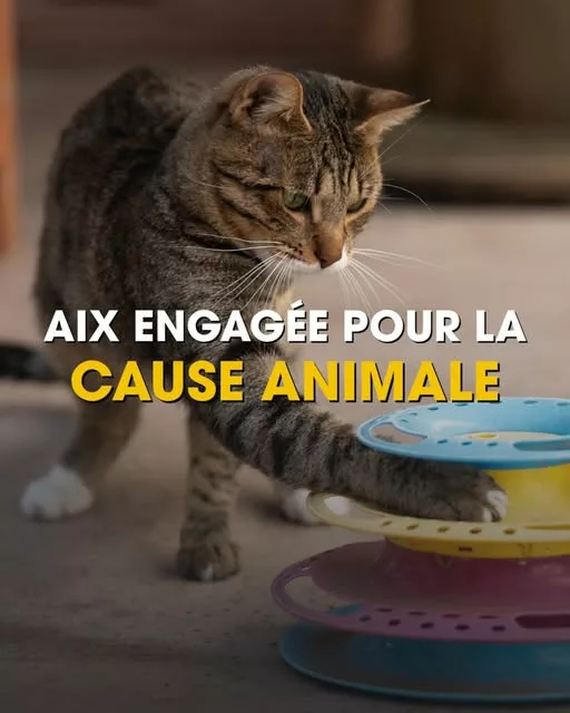 🐾 𝗔𝗶𝘅-𝗲𝗻-𝗣𝗿𝗼𝘃𝗲𝗻𝗰𝗲 𝗳𝗶𝗴𝘂𝗿𝗲 𝗽𝗮𝗿𝗺𝗶 𝗹𝗲𝘀 𝘃𝗶𝗹𝗹𝗲𝘀 𝗳𝗿𝗮𝗻𝗰̧𝗮𝗶𝘀𝗲𝘀 𝗹𝗲𝘀 𝗽𝗹𝘂𝘀 𝗲𝗻𝗴… 