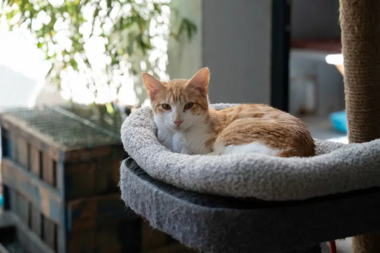 🐾 𝗟𝗲 𝗥𝗲𝗳𝘂𝗴𝗲 𝗺𝘂𝗻𝗶𝗰𝗶𝗽𝗮𝗹 𝗼𝘂𝘃𝗿𝗲 𝘀𝗲𝘀 𝗽𝗼𝗿𝘁𝗲𝘀 𝗰𝗲 𝘄𝗲𝗲𝗸-𝗲𝗻𝗱 ! Les samedi 13 et dimanche… 