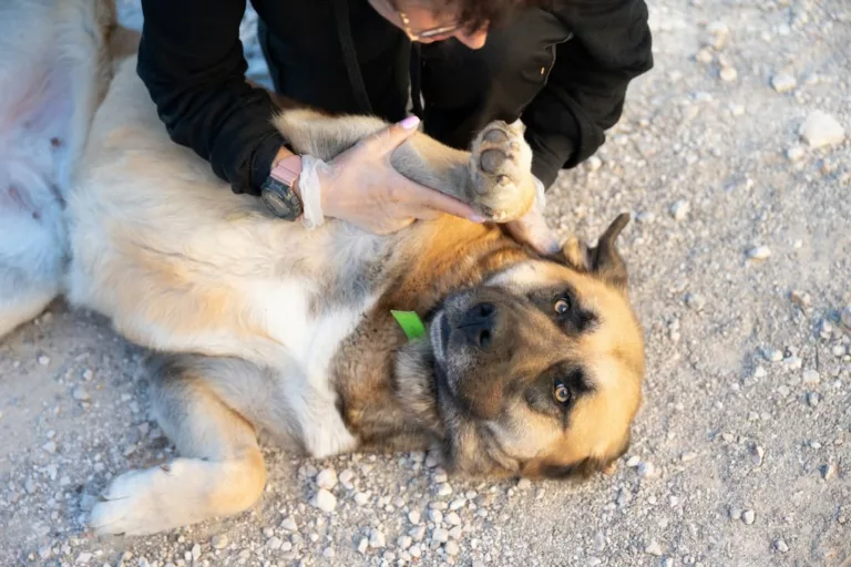 🐾 𝗔𝘃𝗲𝘇-𝘃𝗼𝘂𝘀 𝗶𝗱𝗲𝗻𝘁𝗶𝗳𝗶𝗲́ 𝘃𝗼𝘁𝗿𝗲 𝗮𝗻𝗶𝗺𝗮𝗹 𝗱𝗲 𝗰𝗼𝗺𝗽𝗮𝗴𝗻𝗶𝗲 ? Du 15 au 21 juin, Aix-en-Prov… 